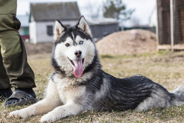 Obraz premium daylight. Husky dog. With multi-colored eyes. The mouth is open and the tongue is visible. There is a flare