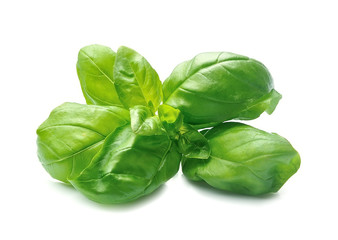 Basil leaves