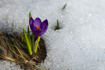 spring crocus in the snow.