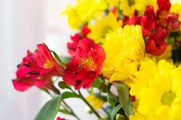 Obraz na płótnie Canvas Alstroemeria red and yellow chrysanthemums. Flowers close up