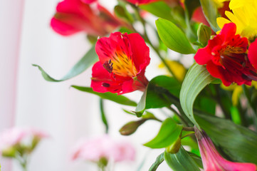 Alstroemeria red and yellow chrysanthemums. Flowers close up