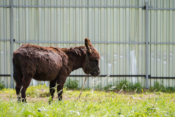 Stubborn donkey grazes on the grass at the fence in the zoo.