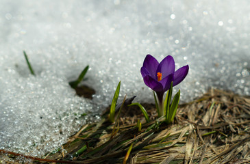 spring crocus in the snow.