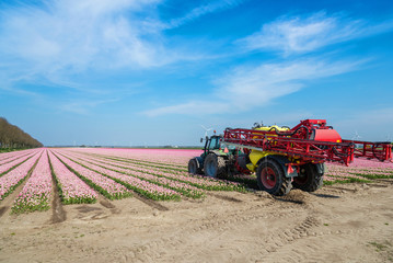 Fototapeta premium Tulip harvesting machine combine in the blooming tulip fields