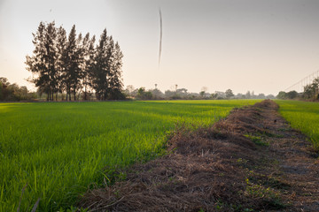 Rice plants and rice paddies view