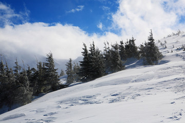 Fototapeta na wymiar Spruce covered with snow in the mountains. Eastern Carpathians.