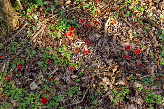 Red mushroom Scarlet elf cup (Sarcoscypha sp.) red fungi Sarcoscypha coccinea or scarlet elf cap, scarlet cup, fungus in family Sarcoscyphaceae, order Pezizales ex Helvella coccinea, saucer or cup sha
