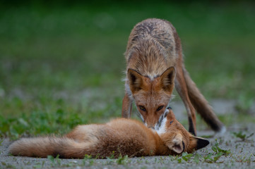 キタキツネの親子