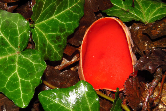 Red mushroom Scarlet elf cup (Sarcoscypha sp.) red fungi Sarcoscypha coccinea or scarlet elf cap, scarlet cup, fungus in family Sarcoscyphaceae, order Pezizales ex Helvella coccinea, saucer or cup sha