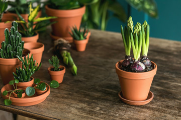 Stylish and botany composition of home  garden interior filled a lot of plants and cacti in ceramics pots on the wooden table. Spring time, green blossom. Botany concept of home room. Template.