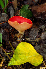 Red mushroom Scarlet elf cup (Sarcoscypha sp.) red fungi Sarcoscypha coccinea or scarlet elf cap,...