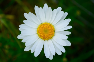Fototapeta premium Camomile in the natural environment