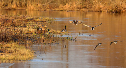 Wild ducks near the river in spring