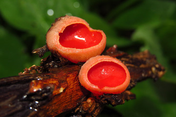 Red mushroom Scarlet elf cup (Sarcoscypha sp.) red fungi Sarcoscypha coccinea or scarlet elf cap,...