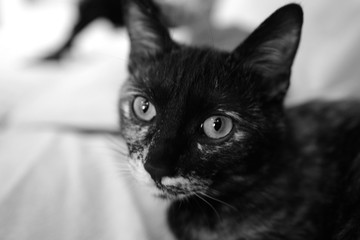 子猫 黒猫 可愛い ペット 飼育 室内