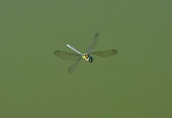 Little dragonfly flying above the water