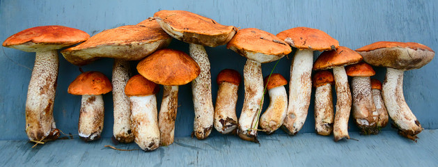Beautiful boletus lined up under the ruler