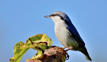 Nuthatch sits on a sunflower and pecks