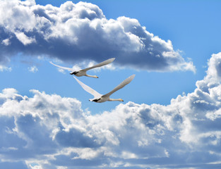 Swans on a background of the sky. Flight to warm edges.