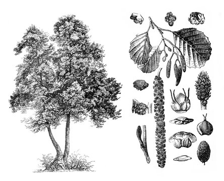 Common alder (Alnus glutinosa) Engraved antique illustration from Brockhaus Konversations-Lexikon 1908