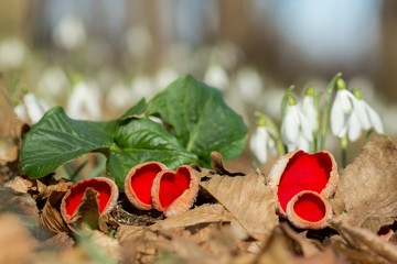 Red mushroom Scarlet elf cup (Sarcoscypha sp.) red fungi Sarcoscypha coccinea or scarlet elf cap,...