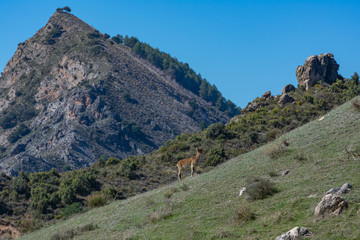 Fototapeta na wymiar Mountain goat on a hillside with background views of Sierra Nevada
