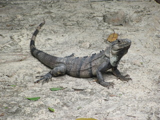 iguana on rock