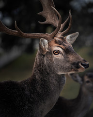 Düsterer Hirsch