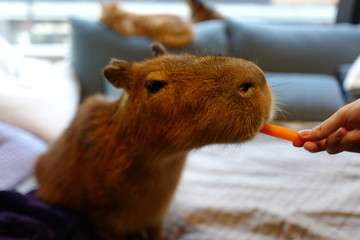 カビパラ ペット 飼育 人参 食事 餌