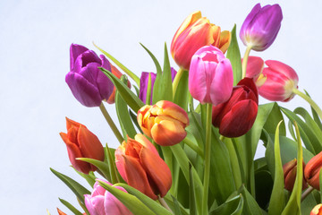 Obraz premium Tulpenstrauß , bunt im Frühling Ausschnitt vor wießwm Hintergrund