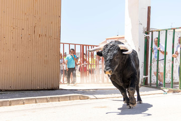 toro español en fiestas populares 