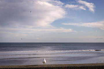 Seascape with seagull.