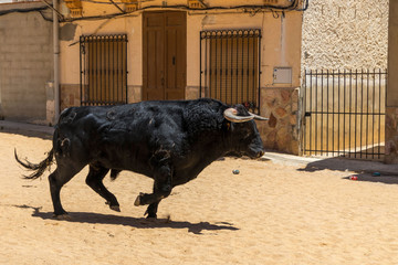 toro español en fiestas populares 