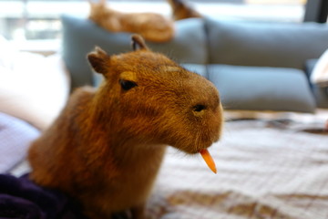カビパラ ペット 飼育 人参 食事 餌
