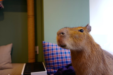カビパラ ペット 飼育 可愛い 室内