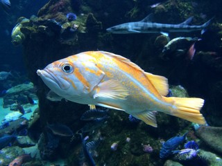 tropical fish in aquarium