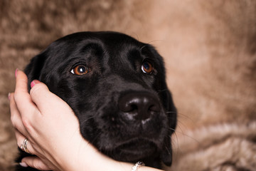 Schwarze Labrador Retriever mit braune Augen.
