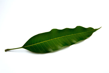 Mango leaves on a white background