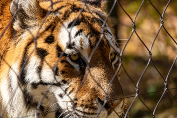 Tigre de l'amour au zoo de Granby, Québec Canada