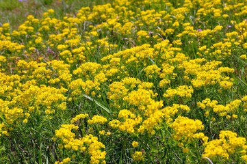 Wandern um Schmannewitz