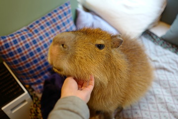カビパラ ペット 飼育 可愛い 室内 撫でる