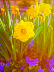 Violets and daffodils on nature background NY reflex