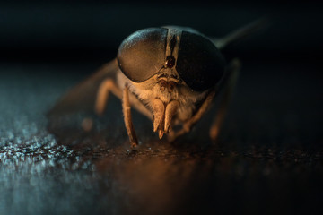 Mixed light. Horsefly or Gadfly or Horse Fly Diptera Insect Macro. Selective focus.