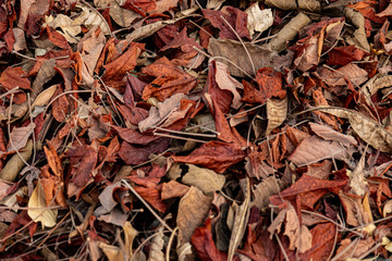 Colorful dry leaves of  tree have fallen on the ground under the tree in autumn season