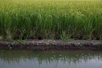 Rice plants in rice paddies waterfront
