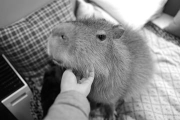 カビパラ ペット 撫でる モノクロ かわいい 室内