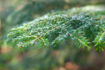 Hoarfrost fir tree branch, winter time, frozen needles.
