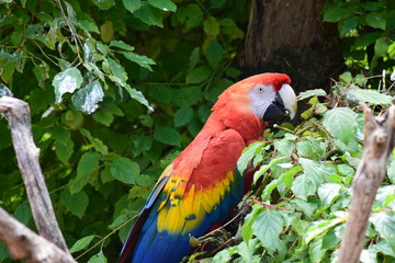 couleurs de perroquet