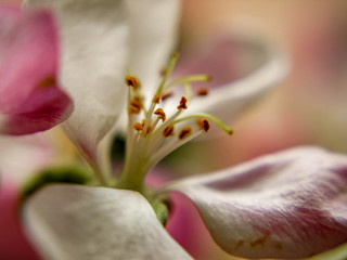 apple blossom fragment on a blurred background