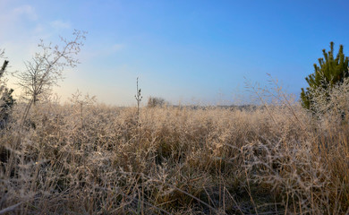 Frosted grass on a frosty day